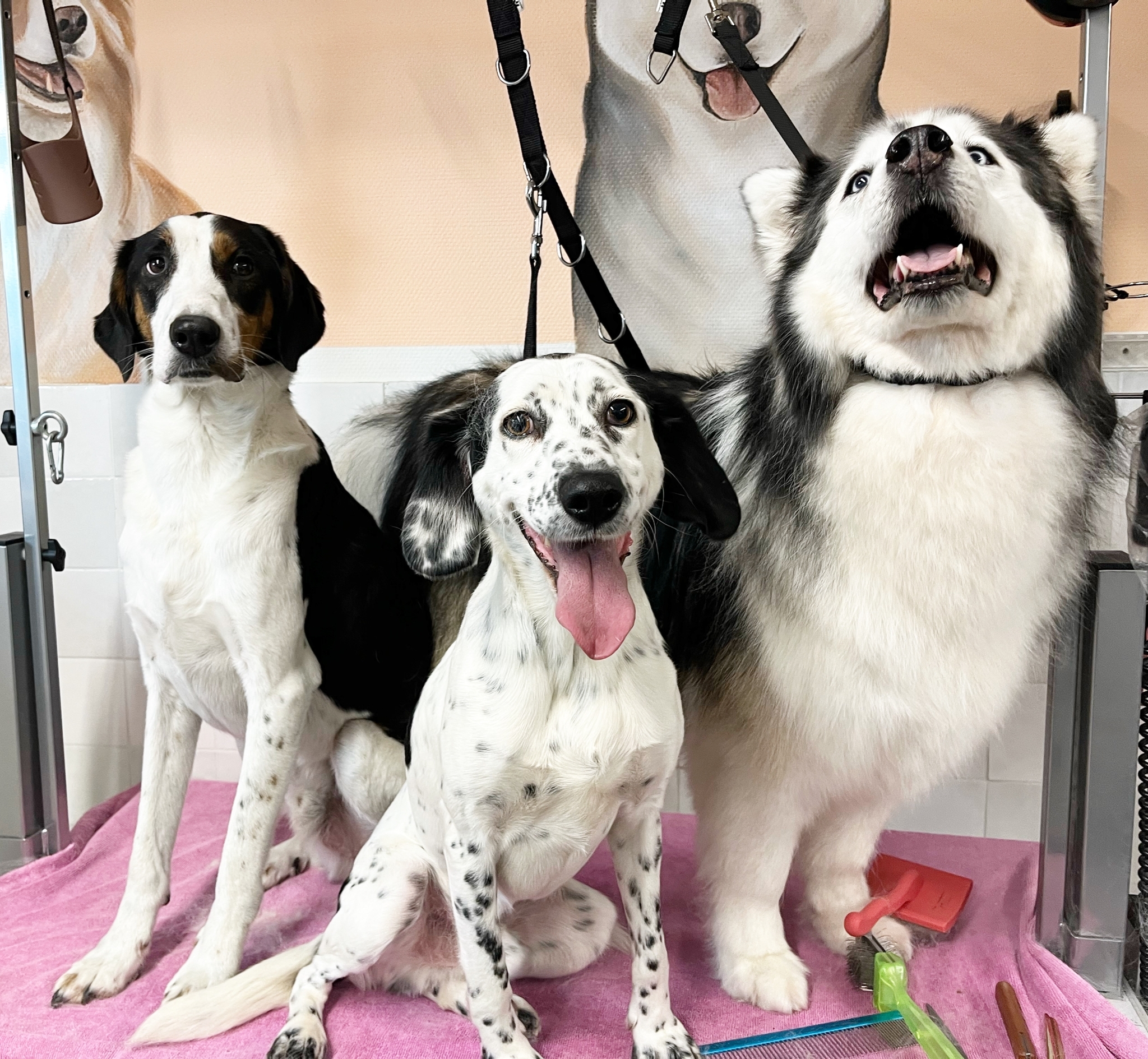 Afbeelding van WhatsApp op 2023-03-26 om 11.10.28